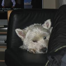 West highland white terrier Magnus