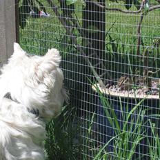 West highland white terrier Magnus