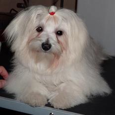 Malteser o~~ Darcie ~~o