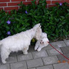 Malteser o~~ Darcie ~~o