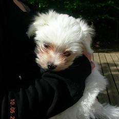 Malteser o~~ Darcie ~~o