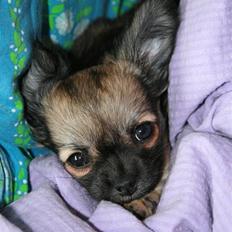 Chihuahua Chiva (Udstationeret)