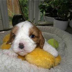 Cavalier king charles spaniel Thyholms Otto Of Oddesund