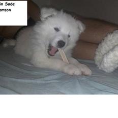 Samojedhund Samson