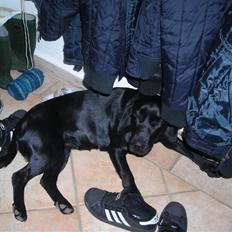 Blanding af racer nalla