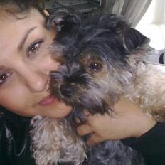 Yorkshire terrier Nougat