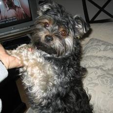 Yorkshire terrier Nougat