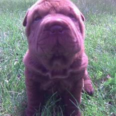 Shar pei Gloria