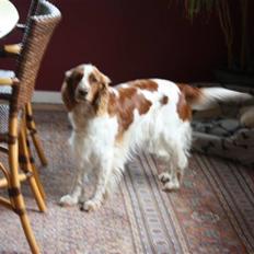 Welsh springer spaniel antika