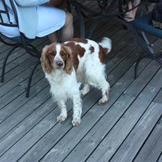 Welsh springer spaniel antika