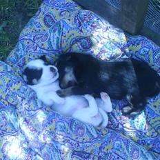 Blanding af racer ||Bølle<3 SOLGT||