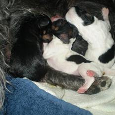 Blanding af racer ||Bølle<3 SOLGT||