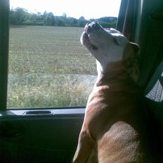 Amerikansk staffordshire terrier Nela