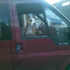 Amerikansk staffordshire terrier Nela