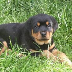 Rottweiler Ace
