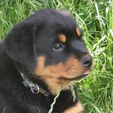 Rottweiler Ace