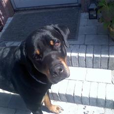 Blanding af racer Chicco