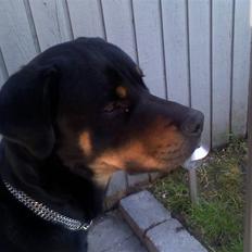 Blanding af racer Chicco