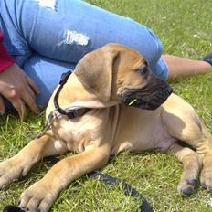 Grand danois Canto #solgt#