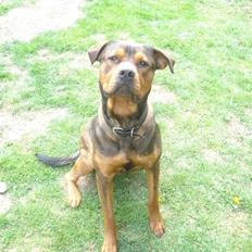 Blanding af racer Samson