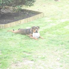 Blanding af racer Samson