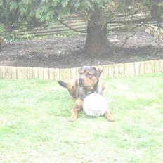 Blanding af racer Samson