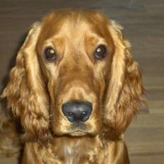 Cocker spaniel charlie