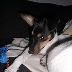 Dansk svensk gaardhund Baloo