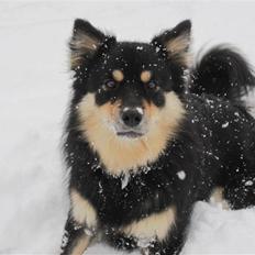 Finsk lapphund Kello Xila:D Love Ya<3