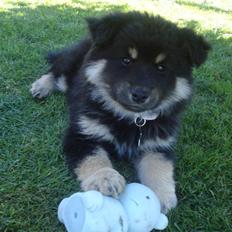 Finsk lapphund Kello Xila:D Love Ya<3