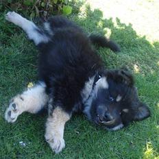 Finsk lapphund Kello Xila:D Love Ya<3