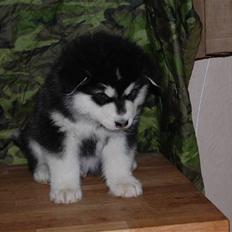 Alaskan malamute Achililleus