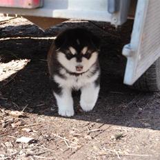 Alaskan malamute Achililleus