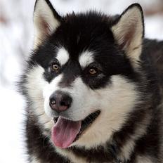 Alaskan malamute Achililleus