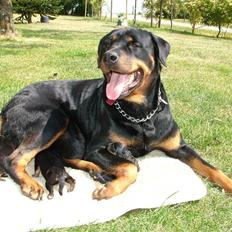 Rottweiler Qato