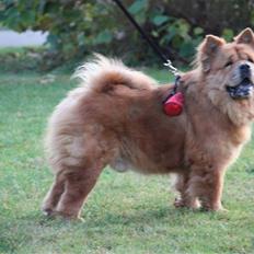 Chow chow Revel's Don Juan