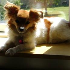 Blanding af racer Minnie