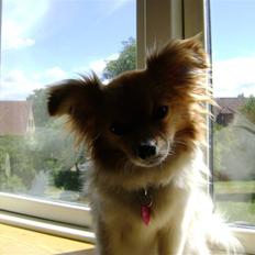 Blanding af racer Minnie