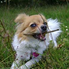 Blanding af racer Minnie