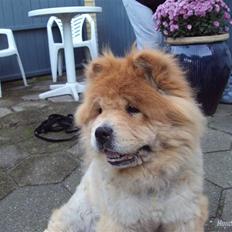 Chow chow Beijing's Baomu Laoshi