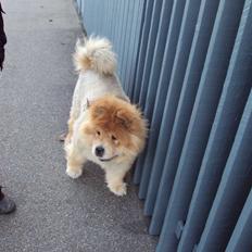 Chow chow Beijing's Baomu Laoshi
