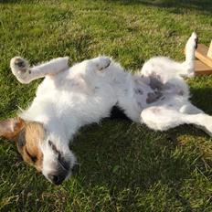 Jack russell terrier l Laika<3