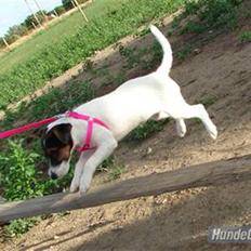 Jack russell terrier l Laika<3