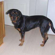 Rottweiler Bella Himmelhund
