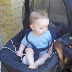 Rottweiler Bella Himmelhund