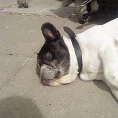 Fransk bulldog Olympia *Snøvsen*