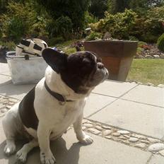 Fransk bulldog Olympia *Snøvsen*