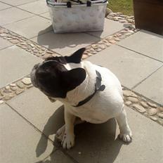 Fransk bulldog Olympia *Snøvsen*