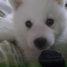 Japansk spids Tjalfe