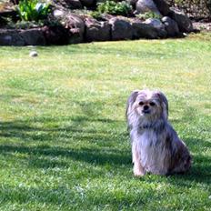 Yorkshire terrier Perle